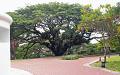 Fort Canning 8